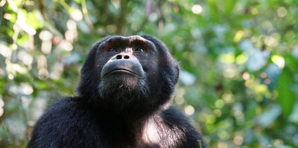10-Day Primate Trekking & Big Cats Wildlife Safari Tour