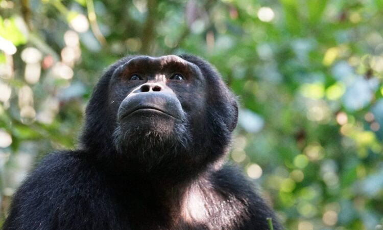 10-Day Primate Trekking & Big Cats Wildlife Safari Tour