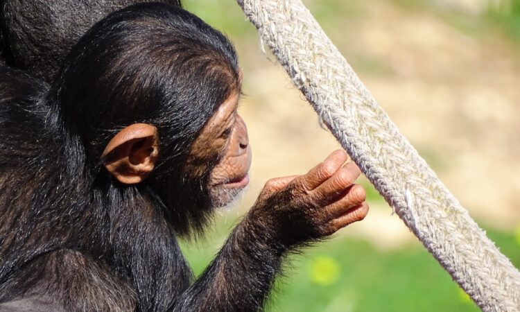 12-Day Uganda Primates, Serengeti & Ngorongoro Tour