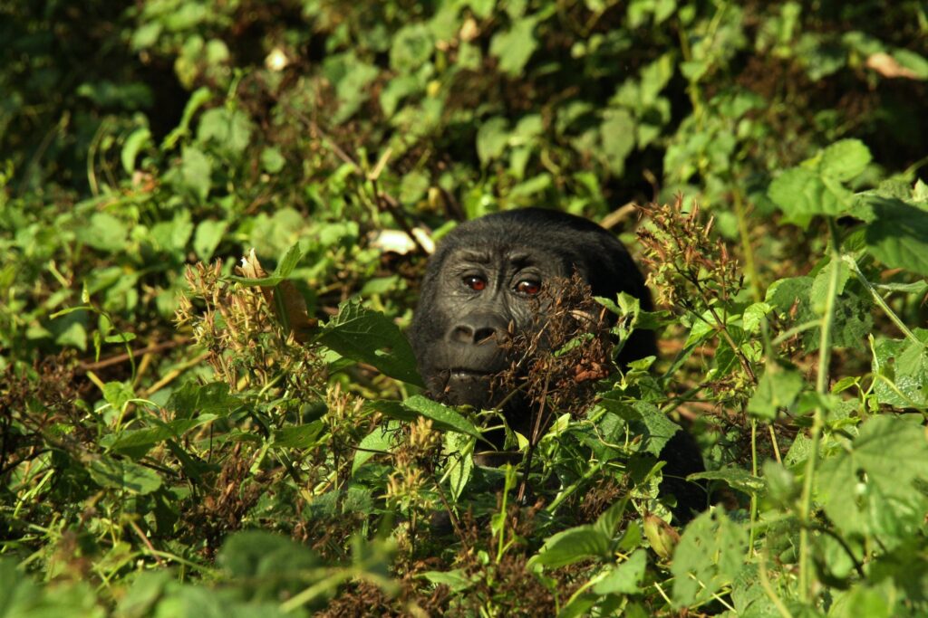 15 Days Gorilla Trekking & Wildebeest Migration Tour