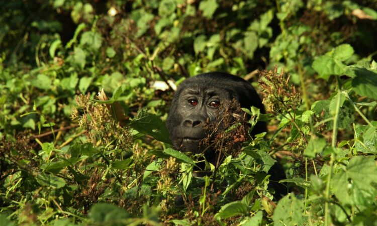15 Days Gorilla Trekking & Wildebeest Migration Tour