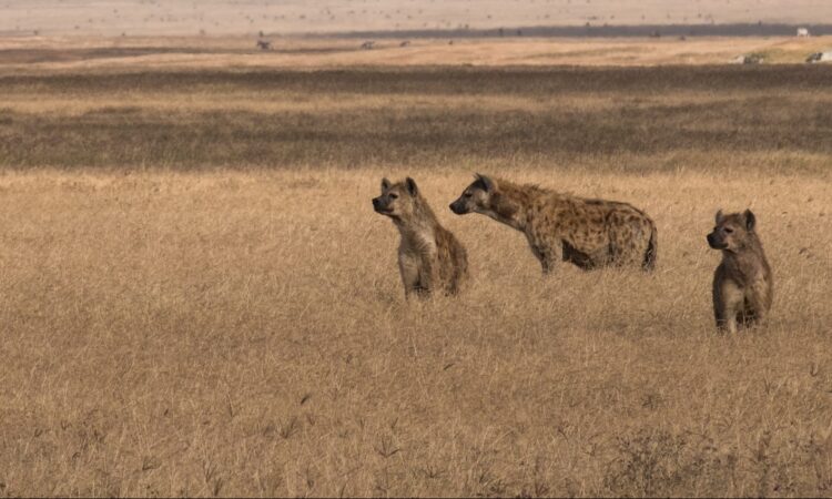 2-Day Ngorongoro Crater Safari & Game Viewing Tour