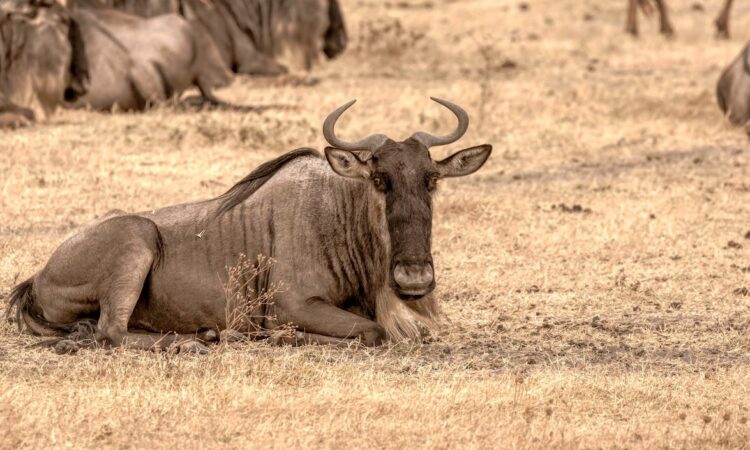 3-Day Ngorongoro Crater & Hadzabe Bushman Safari Tour