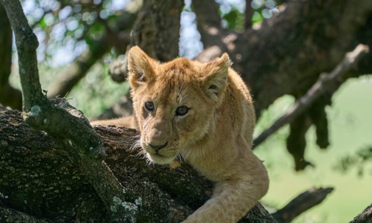 5 Days Serengeti Wildlife Safari & Ngorongoro Crater Tour