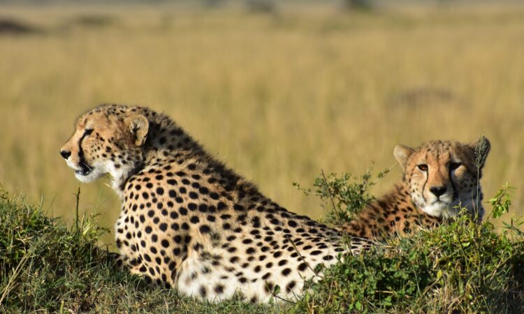 7-Day Kenya Tanzania Safari to Maasai Mara & Serengeti