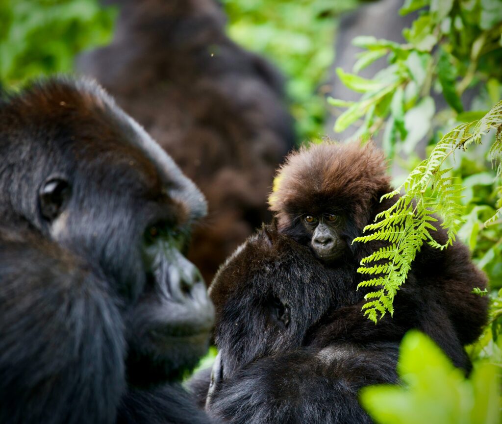7-Day Rwanda Gorilla Trekking, Serengeti & Ngorongoro Crater Safari