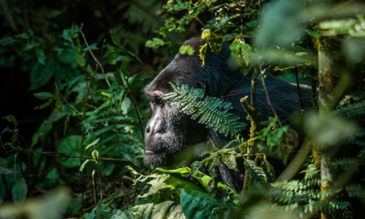 7 Days Bwindi Gorilla Trekking & Serengeti Safari Tour