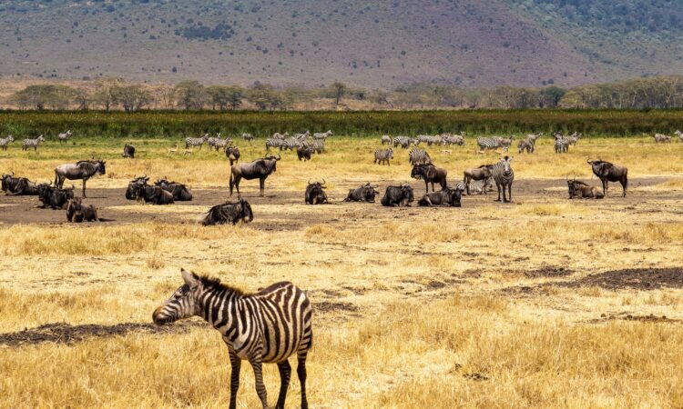History of Ngorongoro - The Conservation Area & Crater