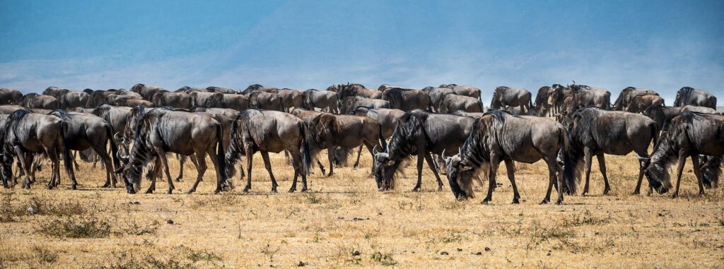 Tanzania Ngorongoro Safari Tours