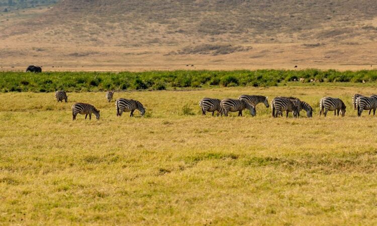 When to go - Best time to visit Ngorongoro Crater Tanzania