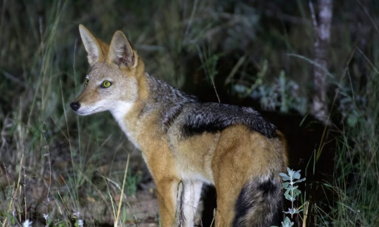 Are Night Game Drives allowed in Ngorongoro Crater