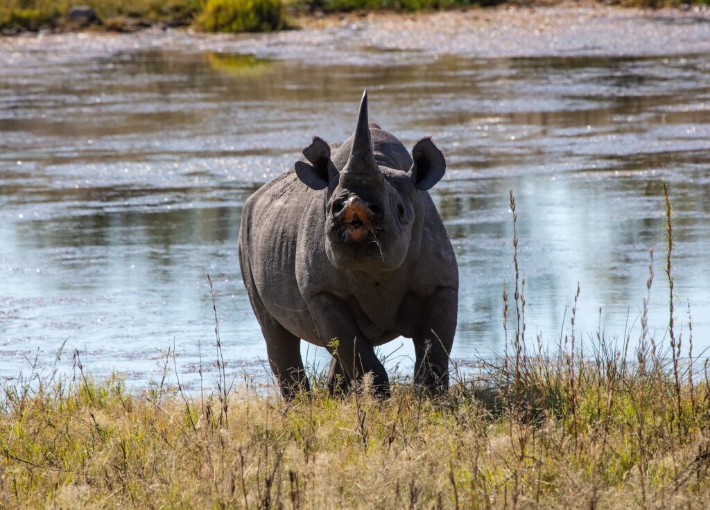 Black Rhinos in Ngorongoro Crater