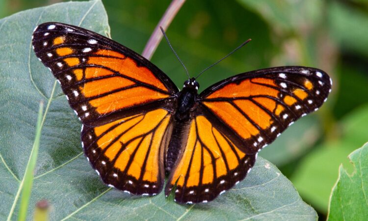 Butterflies at Ngorongoro Crater