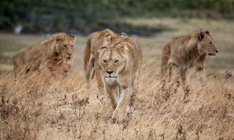 Cost of a Ngorongoro Safari