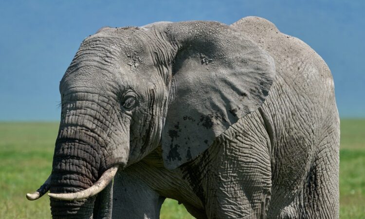 Elephants in Ngorongoro Conservation Area