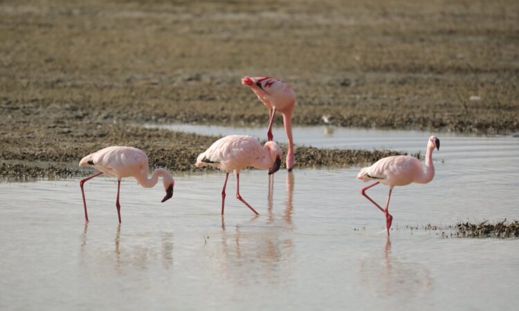 Flamingos at Ngorongoro Crater