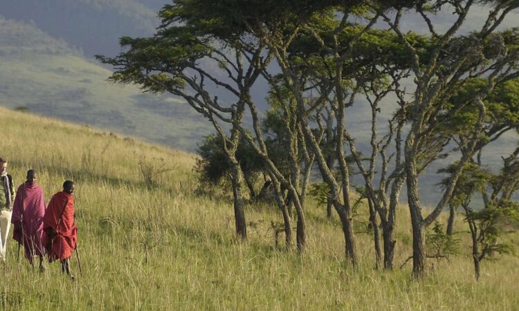 Guided Nature Safari Walks in Ngorongoro