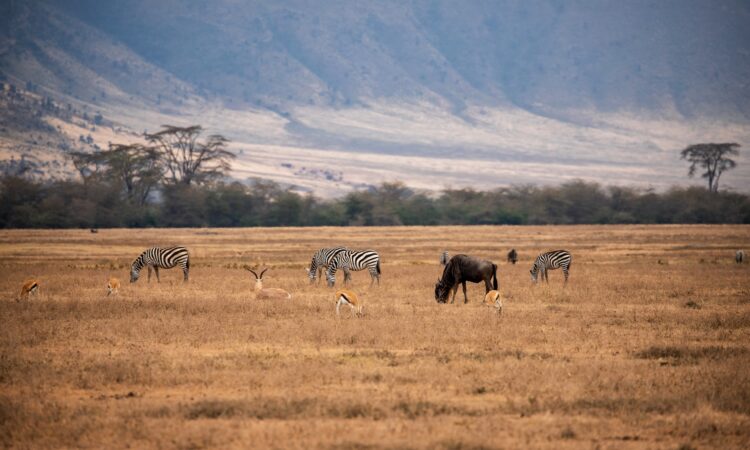 Interesting Facts about Ngorongoro Crater