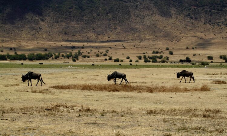 Is Ngorongoro Safe