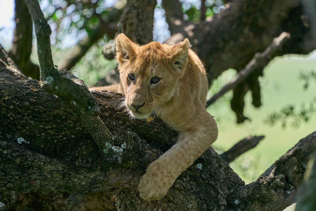 Lions in Ngorongoro Crater
