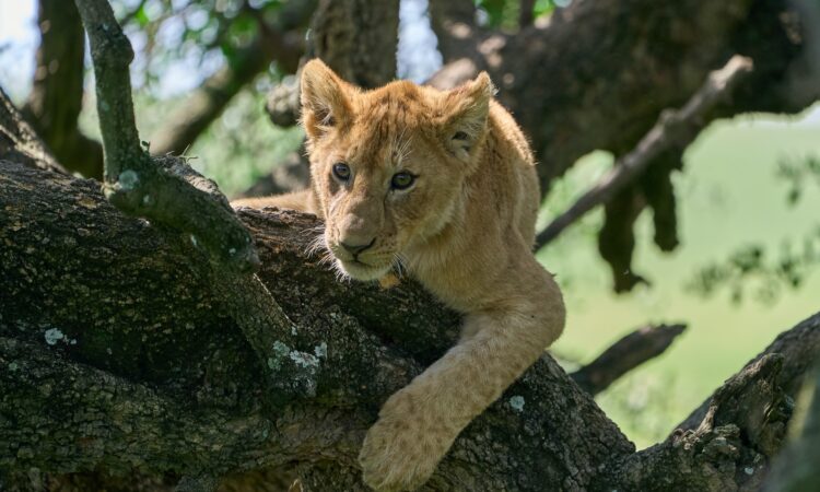 Lions in Ngorongoro Crater