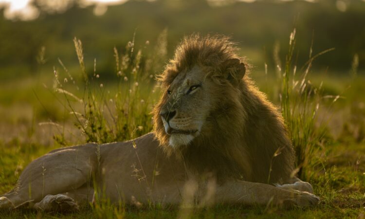 Maasai Mara National Reserve