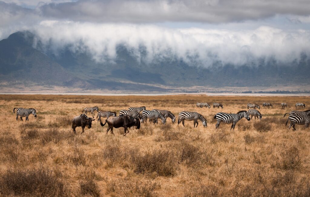Ngorongoro Crater Highlands