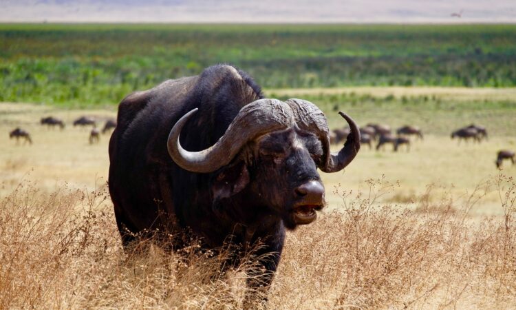 Ngorongoro Distance from Arusha