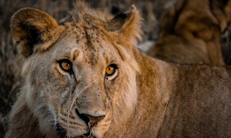Ngorongoro in August