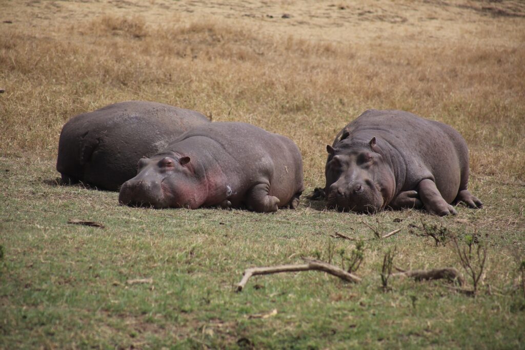 Ngorongoro in February
