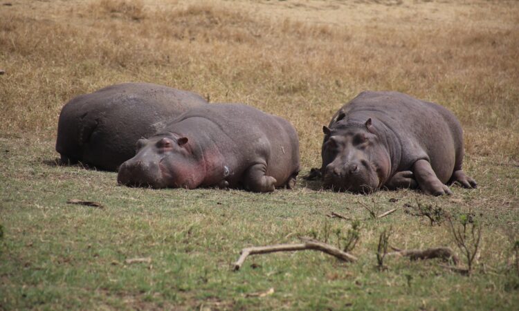 Ngorongoro in February