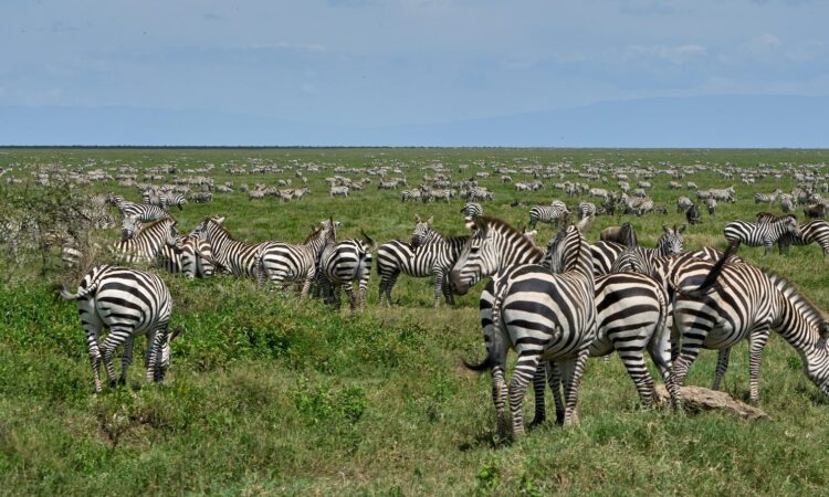 Ngorongoro in November