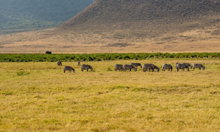 Ngorongoro in October