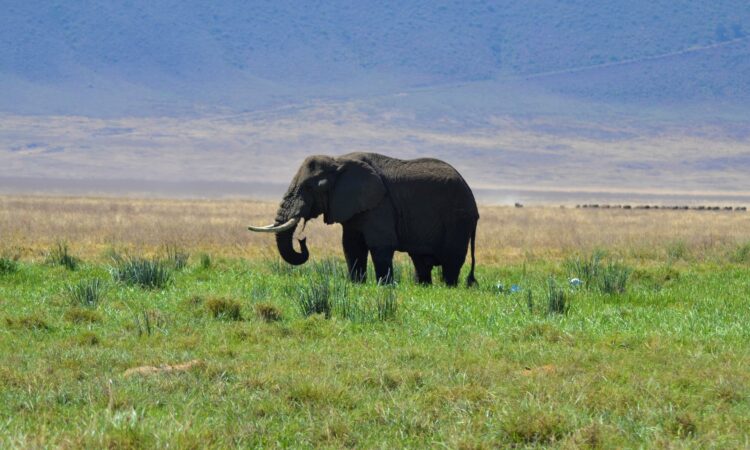 Ngorongoro in September