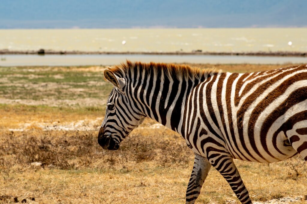 Self-drive Safaris to Ngorongoro Crater