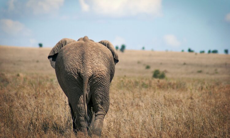 Serengeti National Park Tanzania