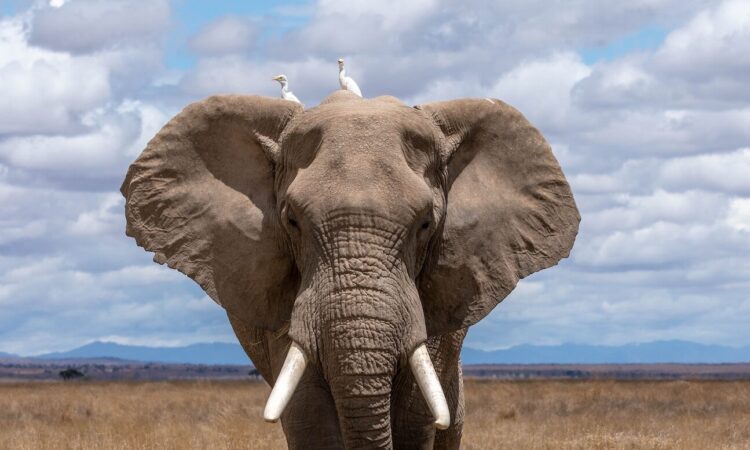 The African Big FIVE Animals