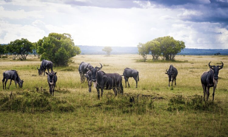 The Calving Season of the Migration