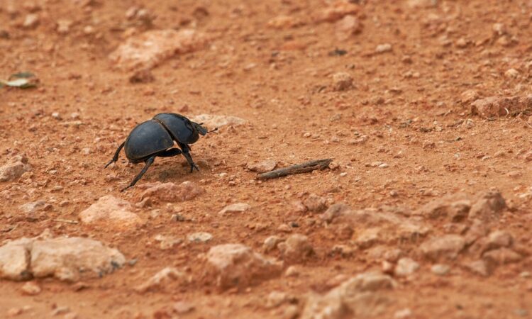 The Dung Beetle in Ngorongoro
