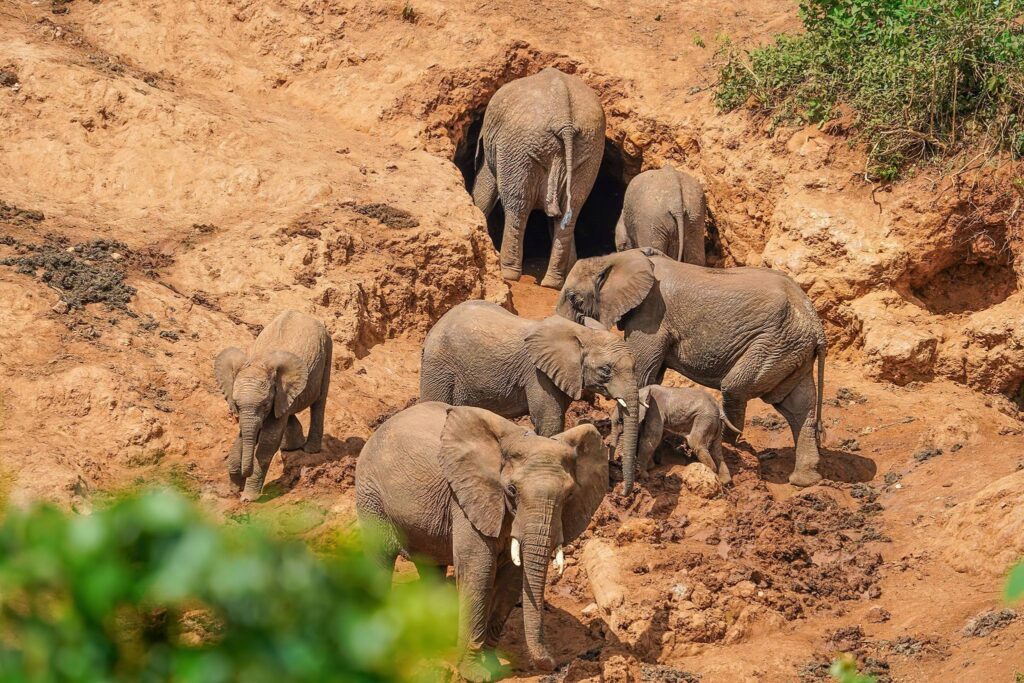 The Endoro Elephant Caves of Ngorongoro