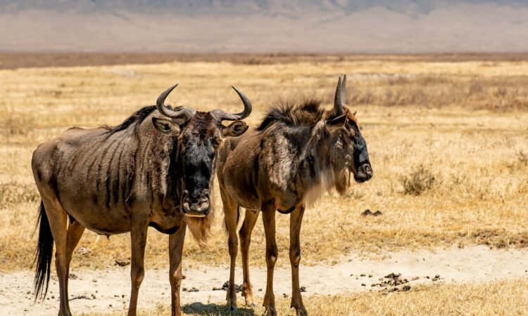 Tipping Guide for Ngorongoro Safari