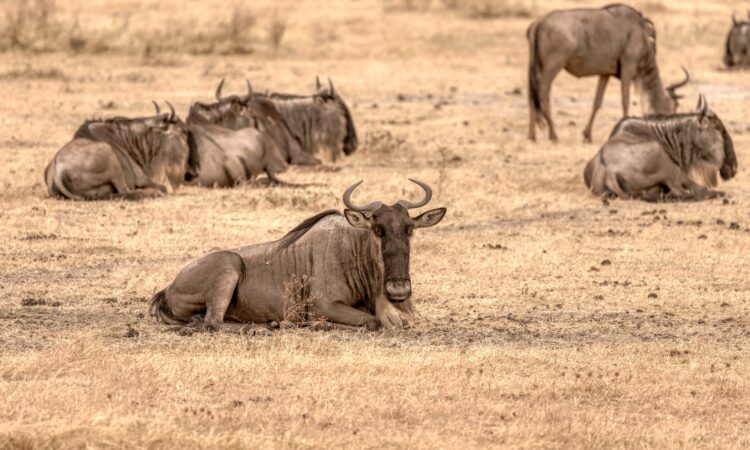 Wildebeests in Ngorongoro