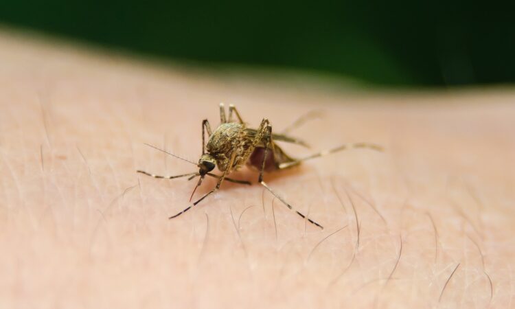 Yellow Fever Vaccination Certificate for Tanzania