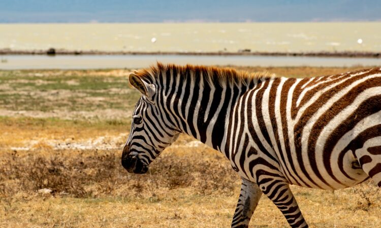 Zebras in Ngorongoro Conservation Area