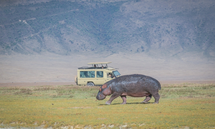 Best Tanzania Safari Tour Operators, Ngorongoro Safari Companies