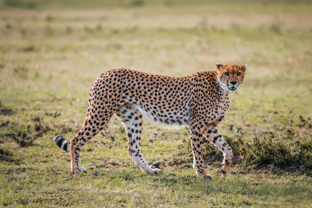 Best Ngorongoro Safari Companies & Tour Operators in Tanzania