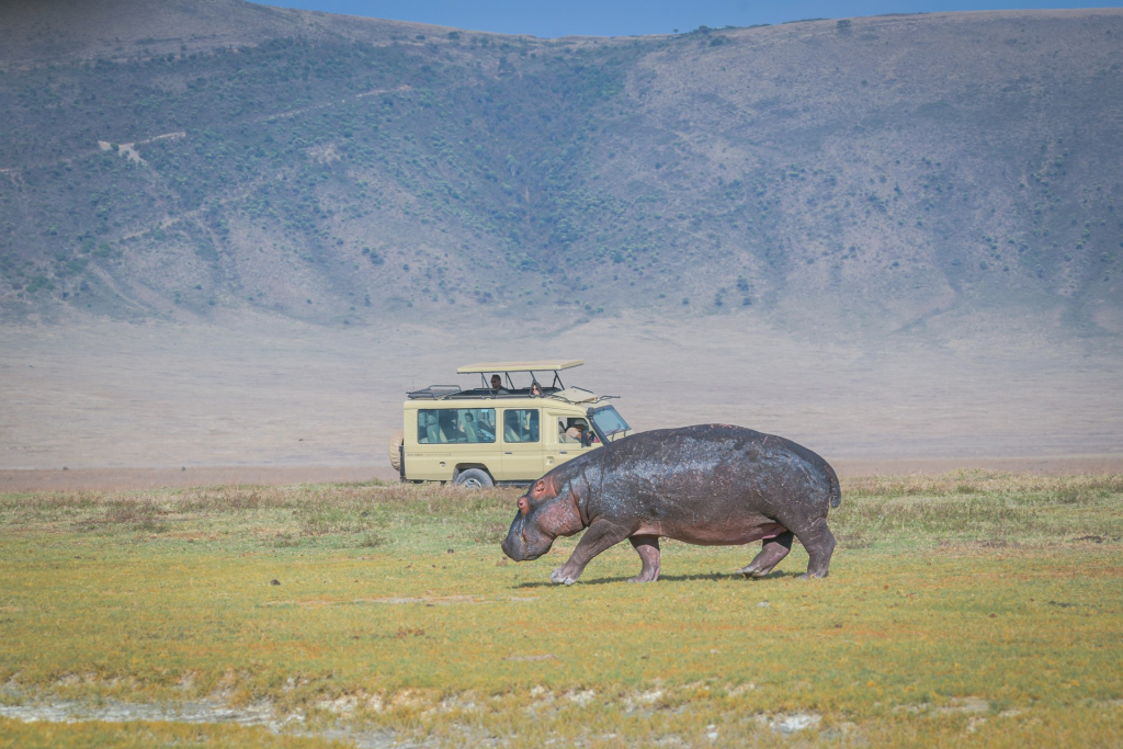Best Ngorongoro Safari Companies & Tour Operators in Tanzania